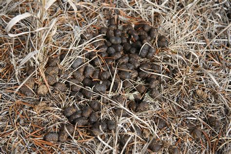 Deer Droppings Free Stock Photo Public Domain Pictures