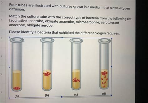 Solved Four Tubes Are Illustrated With Cultures Grown In A