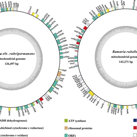 Circular Maps Of The Two Ramaria Mitochondrial Genomes Genes Are