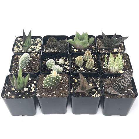 Best Indoor Succulents for Sale 2019 | Premium Hand-Picked Succulents ...