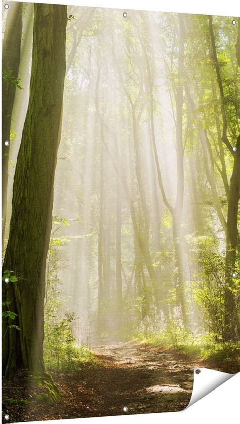 Gards Tuinposter Bos Met Bomen En Zonneschijn X Cm Tuindoek