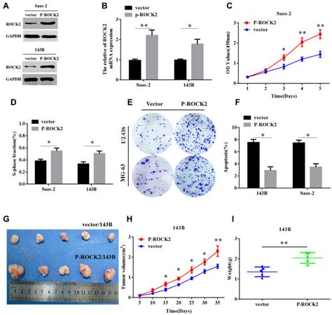 Overexpression Of Rock Promotes The Growth Of Os In Vitro And In Vivo