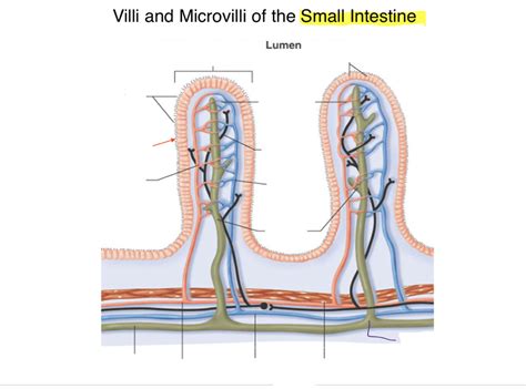 Villi And Microvilli Of Small Intestine Diagram Quizlet