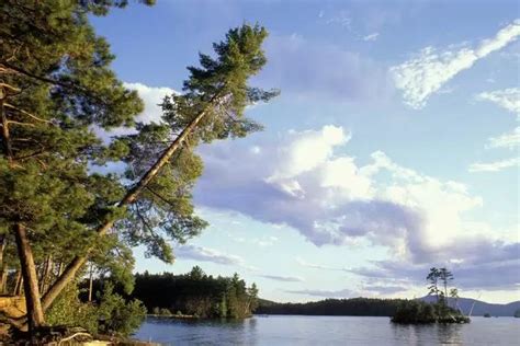 Prints Of North America Us Me Northern Forest Lily Bay On Moosehead