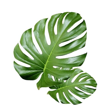 Folhas Verdes Vetoriais Grandes Da Planta Monstera Tropical Isoladas No