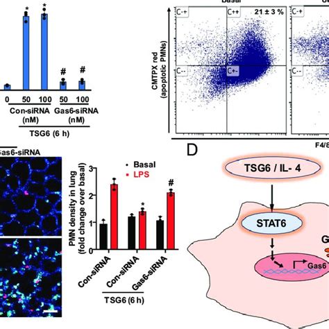 Transcription Factor STAT6 Activation Promotes Gas6 Expression In