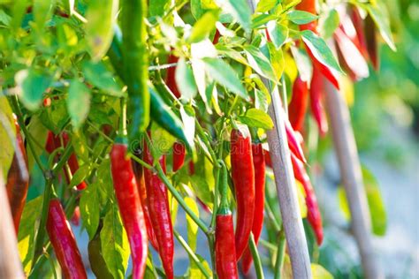 Peperoncino Rosso In Azienda Agricola Immagine Stock Immagine Di