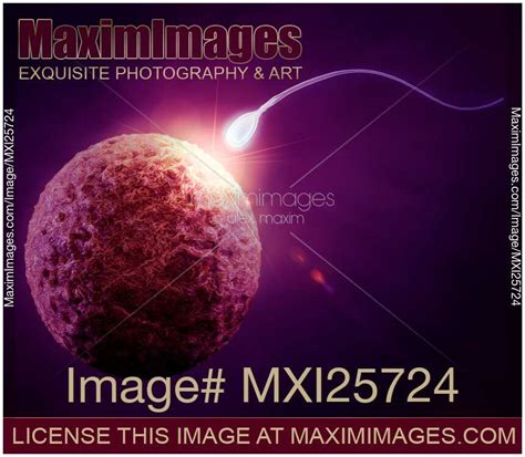 Image Of Human Egg And Sperm Fertilization Concept Stock Image Mxi25724