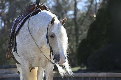 Yellowstone The Most Beautiful And Safest Horse