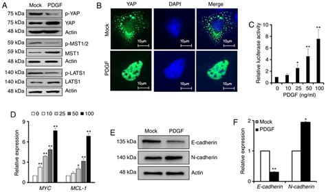 Pdgf Bb Affects Yap Dephosphorylation Subcellular Localization And