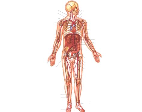 Overview Of The Arterial System Quiz