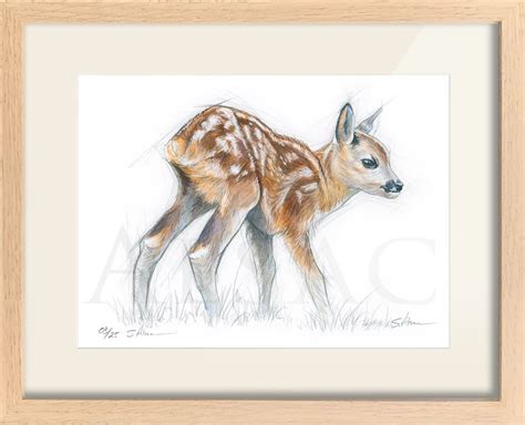 Roe Deer Kid Illustration Drawing By Stephan Alsac French Wildlife