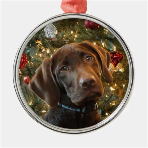 Chocolate Lab Christmas Ornament Zazzle