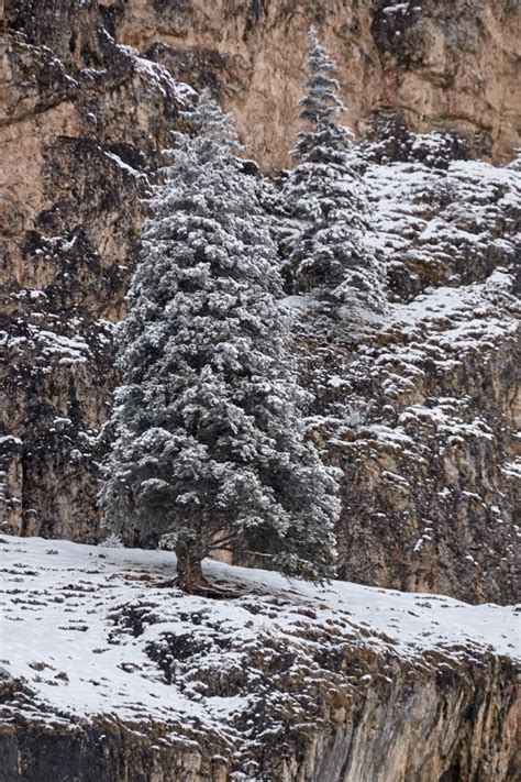 Free Images Tree Forest Rock Wilderness Snow Winter Trail