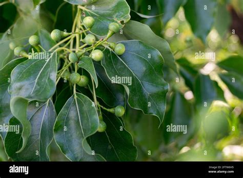 A Close Up Shot Of Camphor Laurel Seeds And Leaves Cinnamomum Camphora