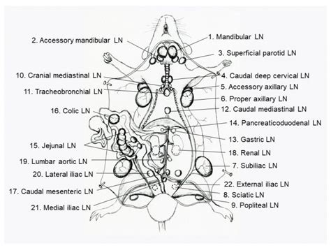 Mediastinal Lymph Nodes Mouse