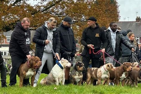 XL Bully dog owners gather en masse in huge meet up with children to prove they are 'safe'