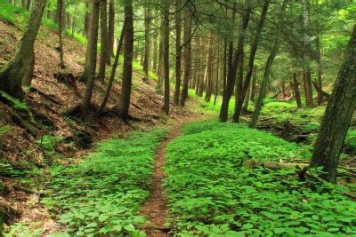 Free Picture Wood Landscape Tree Nature Environment Fern Leaf