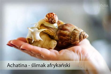 Ślimaki afrykańskie Cena Terrarium Ile żyją Co jedzą