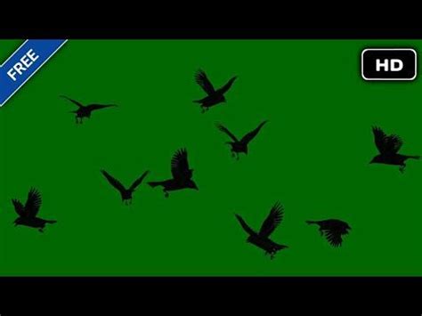 a flock of birds flying across a green screen