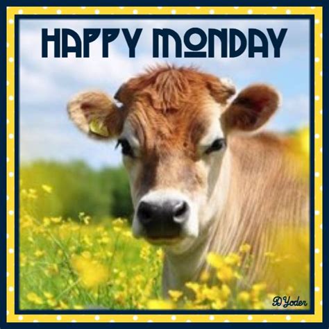 Happy Monday Cow Jersey Cow Animals Happy