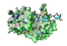 RNAct RRM Design Information