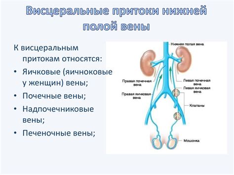Вены большого и малого круга кровообращения - презентация онлайн