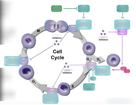 Cell Cycle Cyclins Diagram Quizlet