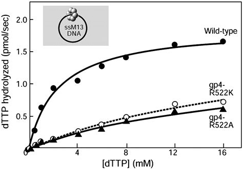 The Arginine Finger Of Bacteriophage T7 Gene 4 Helicase Role In Energy Coupling Pnas