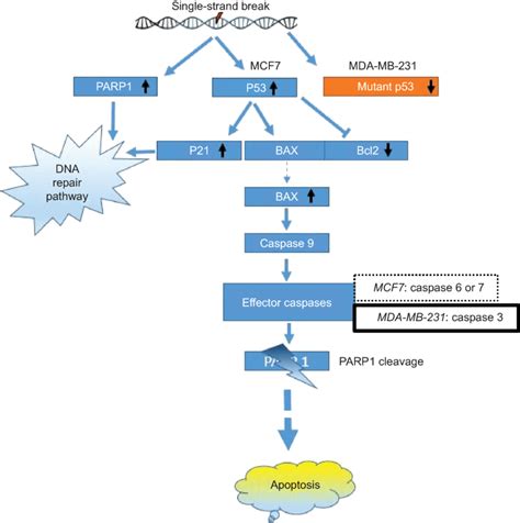 Schematic Representation Of The Possible Apoptotic Pathway Induced By