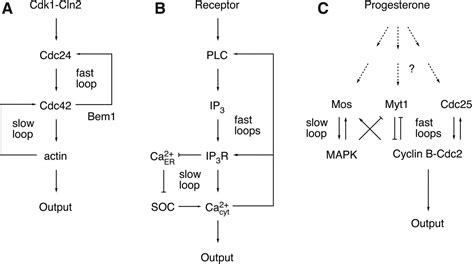 Interlinked Fast And Slow Positive Feedback Loops Drive Reliable Cell Decisions Science