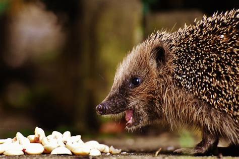 At What Age Are Hedgehogs Considered To Be Fully Grown