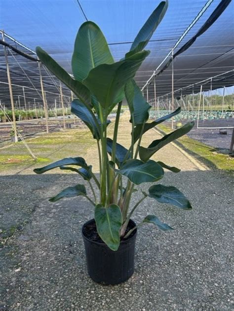 Strelitzia White Bird Ppp Tri State Foliage In House