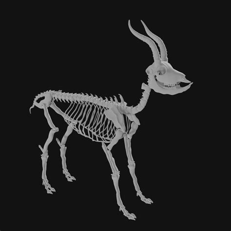 Gazelle Skeleton Model - TurboSquid 1986104