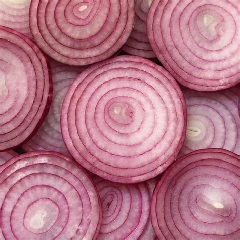 Onion Spring Keravel Pink Rose De Roscoff Spring Planting Pink