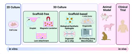 Summary Of 3D Culture Methods 3D Culture Methods Bridging The Gap