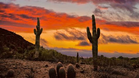 Desert Habitat Botany Today