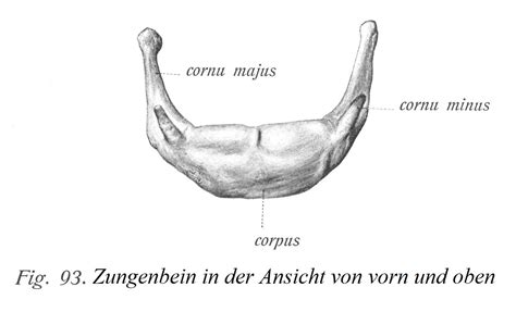 Atlas Der Deskriptiven Anatomie Des Menschen