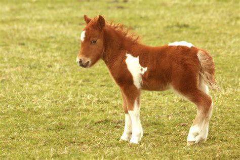 Baby Pony Horse