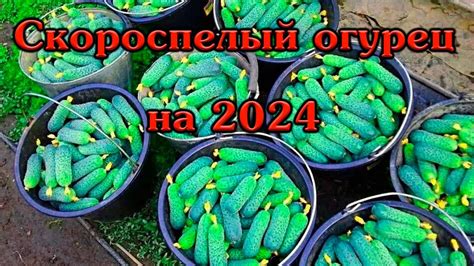 Скороспелый Огурец на 2024 Гармонист F1 - YouTube