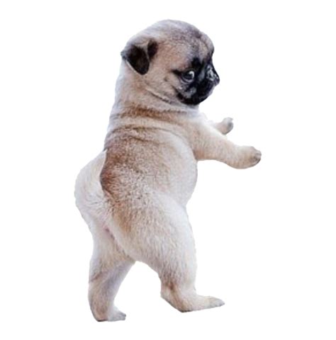 Pug PNG Transparent Images