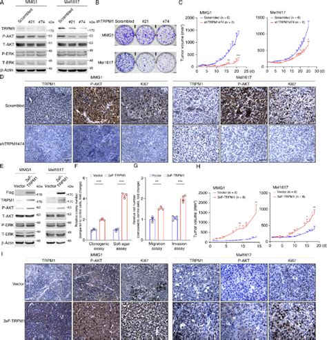 TRPM1 Activated AKT And Promoted The Growth Migration And Invasion Of