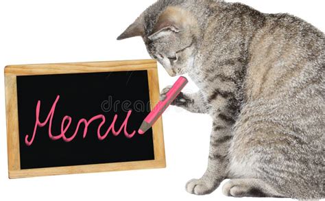 Cute Cat Writing On A Menu Board Stock Image Image Of Concentrating