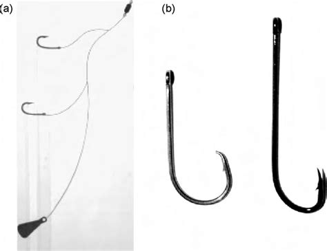 (a) Standardised paternoster rig used when targeting S. punctata. Note ...