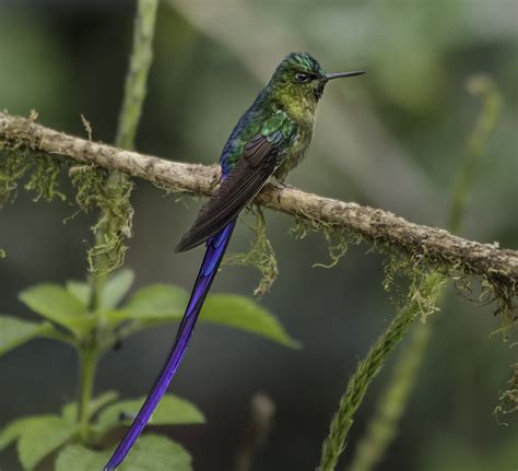 Fotos Gratis Pájaro Colibrí Pico Coraciiformes Jacamar Fauna