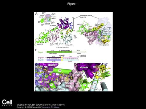 Molecular Basis Of Smc Atpase Activation Role Of Internal Structural