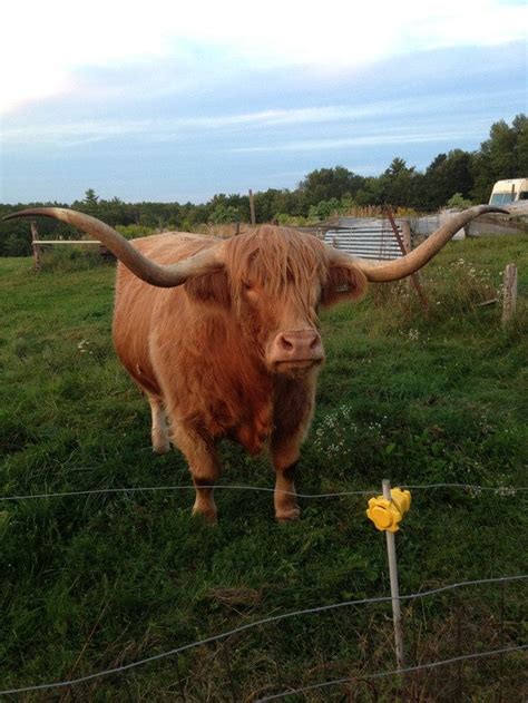 Reasons Cows Are Actually Awesome Cow Cow Pictures Cow Art