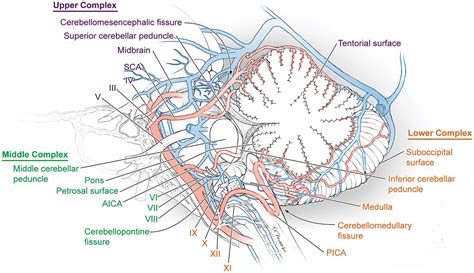 Brainstem Arteriovenous Malformations Neupsy Key