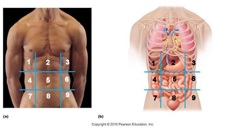 Chapter 1 Abdominopelvic Regions Anatomic Diagram Quizlet