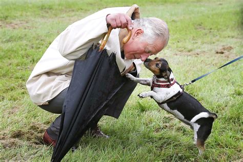 King Charles III's Dogs: The New Royal Dog Breed at Buckingham Palace